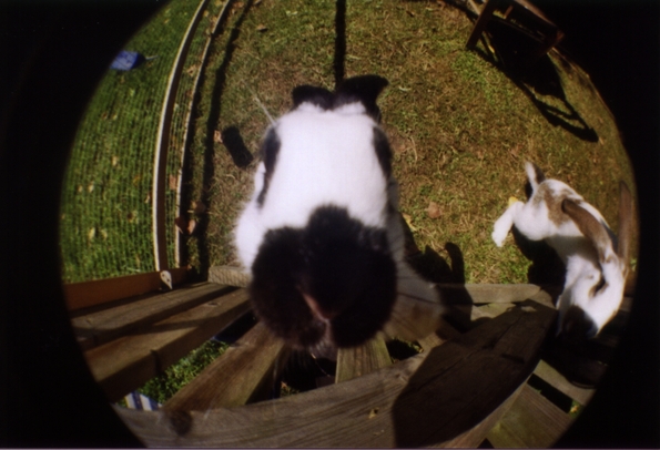 Rabbit through a Fisheye (2009)