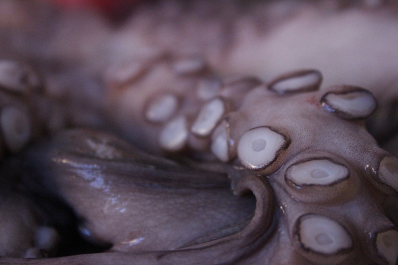 Der Oktopus